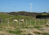 Renewable resources: sheep and wind farm in New Zealand