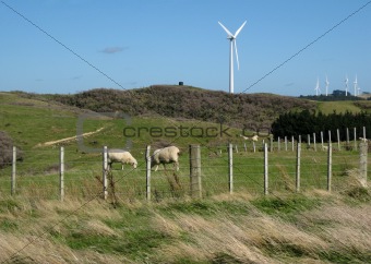 Renewable resources: sheep and wind farm in New Zealand