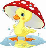 Duck under rain