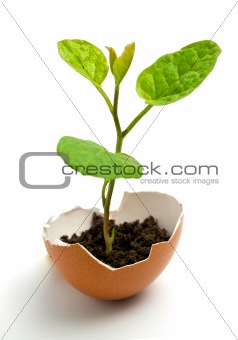 plant in egg