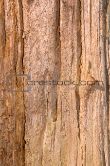 natural old bark
