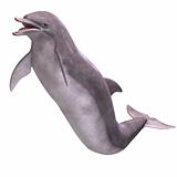 3D Dolphin