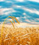 Wheat ear in field