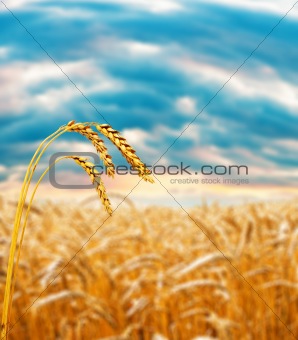 Wheat ear in field