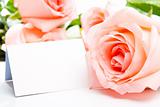 Pink rose and blank card