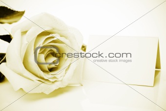 Pink rose and blank card