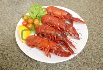 Marron Crayfish