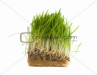 green fresh grass