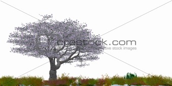 Blossoming tree of a cherry