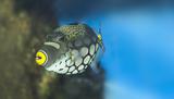 Tropical fish -Clown Triggerfish