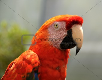 Red parrot