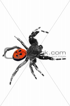 Ladybird Spider - climbing