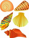 Sea Shell