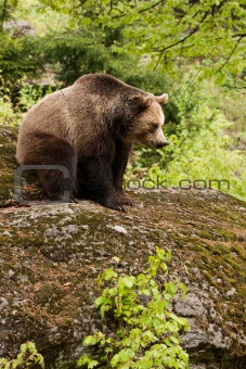 Bear on the rock