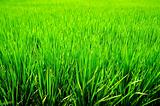 Green Rice Background