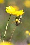 Yellow Spider and Bee