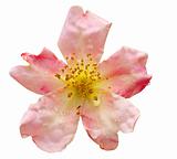 Rosa odorata Mutabilis (China Rose)