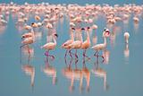 Flamingos at Nakuru Lake, Kenya.