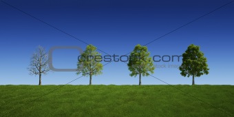 Trees with and without leaves