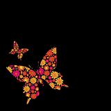 butterfly floral