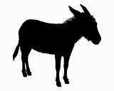 The black silhouette of a donkey on white 