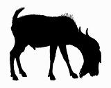 The black silhouette of a billy goat on white 