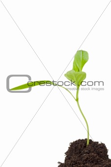small seedling isolated on white