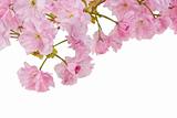 pink cherry tree blossoms on white background