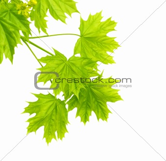Leaves of a maple