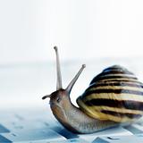 snail on a laptop