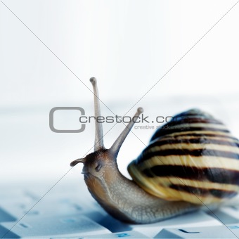 snail on a laptop