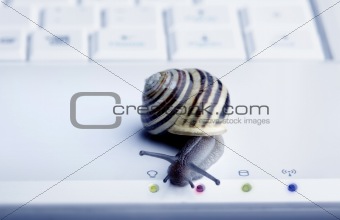 Close up of a snail 