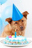 Dog Birthday