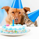Dog and Birthday party