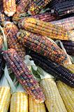 Indian corn on cobs