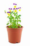 Purple-yellow pansy in pot