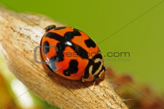 lady bug in the parks