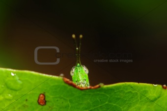 grasshopper and leaf