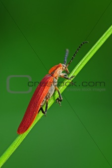 red insect in the parks