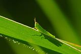 green grasshopper in the parks