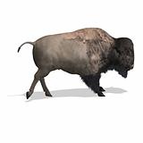Wild West Bison