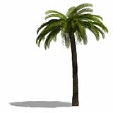 3D Render of a palm tree