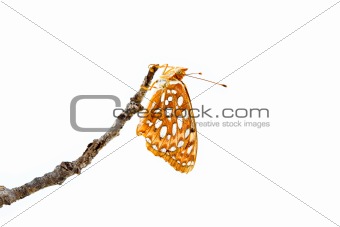 Fritiallry Butterfly Hanging from a Twig