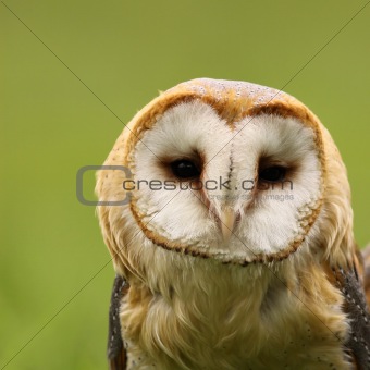 Barn owl