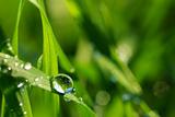 dew drop on grass 