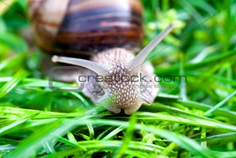 snail on a green grass