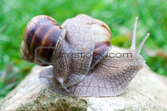 snail on a green grass
