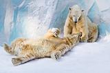 Polar bears couple