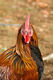 Wild Rooster with Orange Feathers