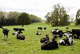 Herd of Dairy Cows